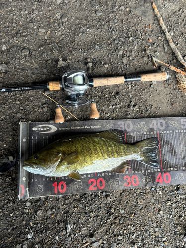 スモールマウスバスの釣果