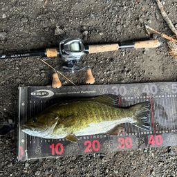 スモールマウスバス