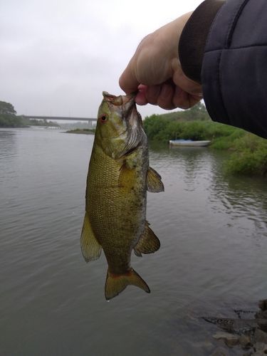 スモールマウスバスの釣果