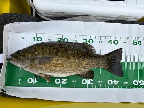 スモールマウスバスの釣果