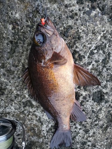 メバルの釣果