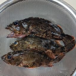 カサゴ