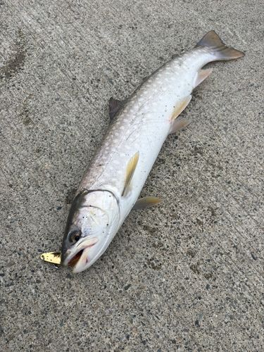 アメマスの釣果