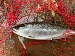 サクラマスの釣果