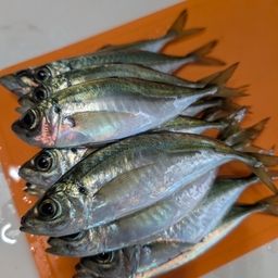 アジ