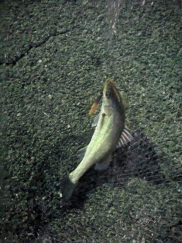 セイゴ（マルスズキ）の釣果