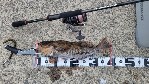 アイナメの釣果