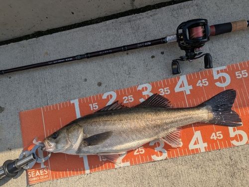 シーバスの釣果