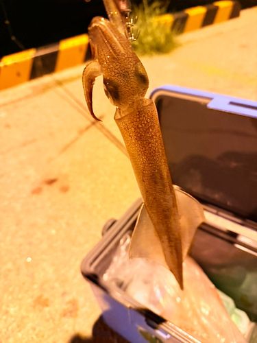 ヤリイカの釣果
