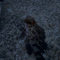 カサゴ