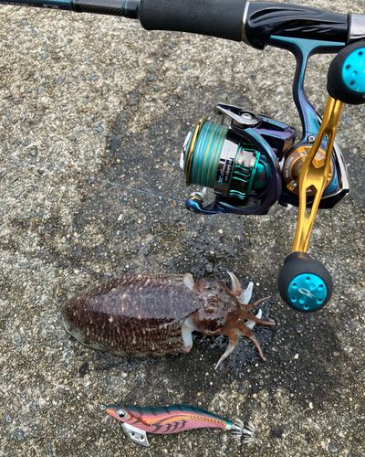 ハリイカの釣果
