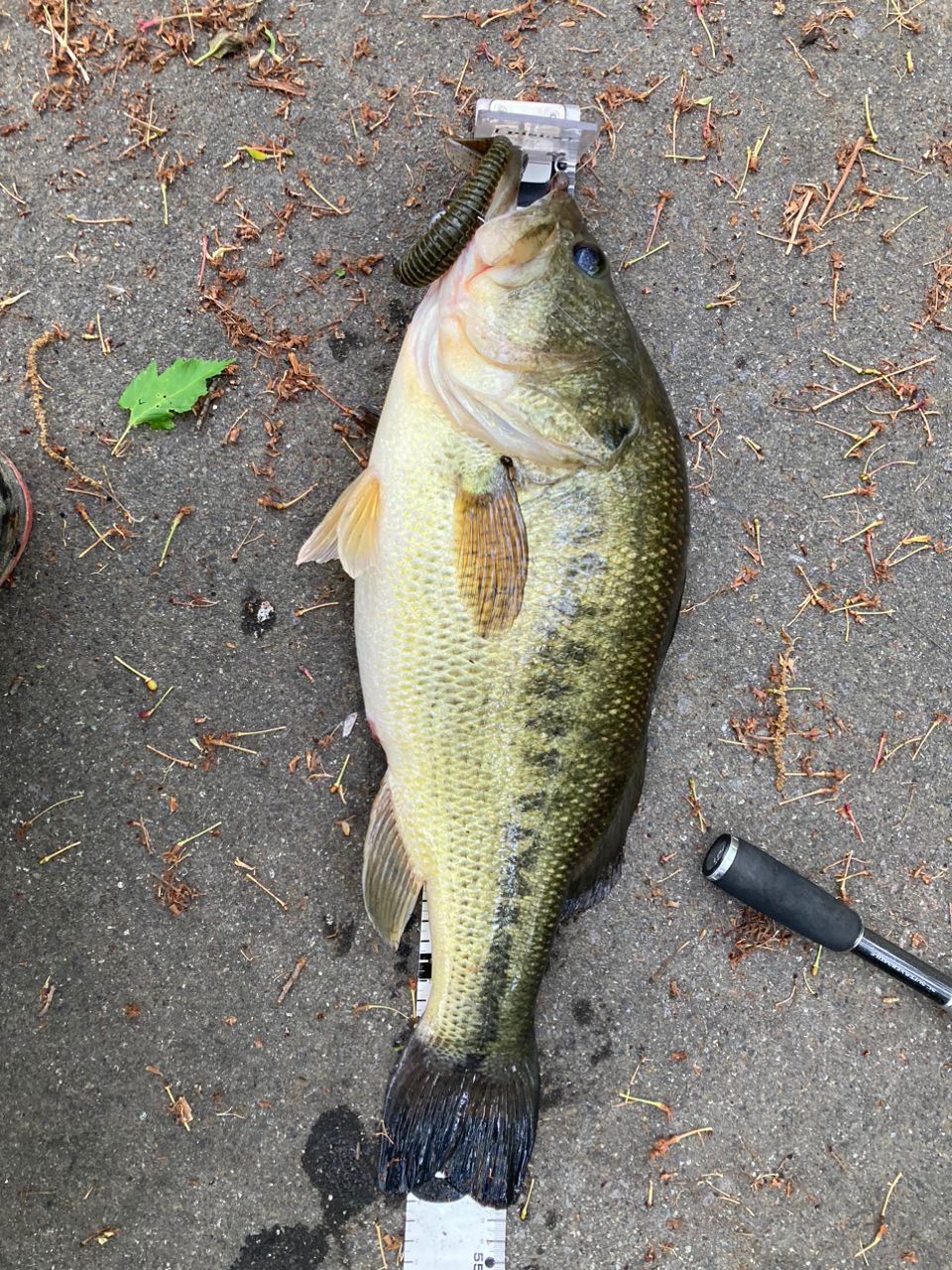 ラージマウスバス