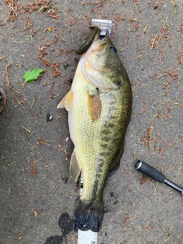 ラージマウスバスの釣果