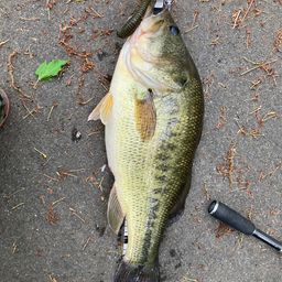 ラージマウスバス