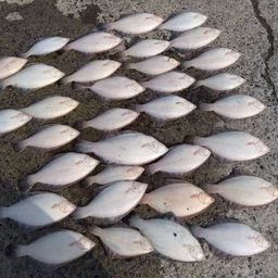 クロガシラガレイ