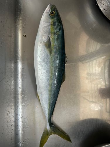 ヤズの釣果