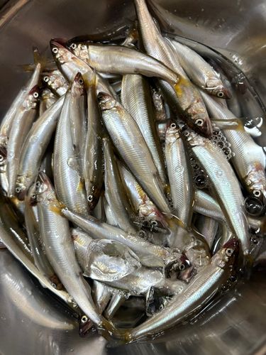 コアユの釣果