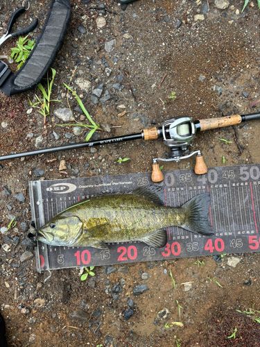 スモールマウスバスの釣果