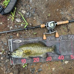 スモールマウスバス