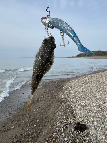 フグの釣果