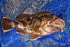 カサゴの釣果