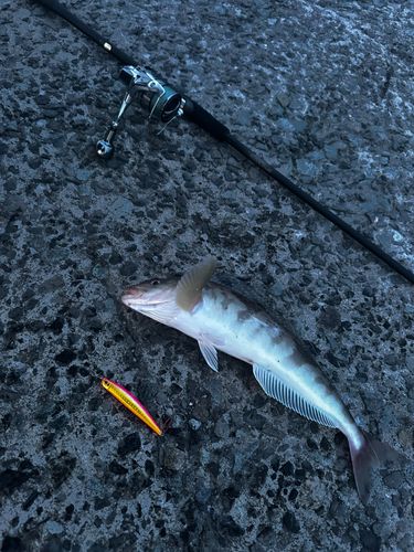 ホッケの釣果