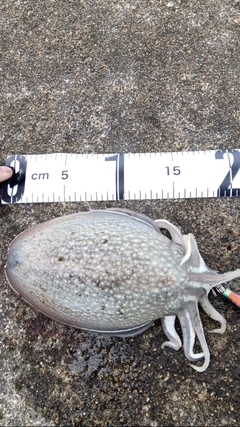 シリヤケイカの釣果