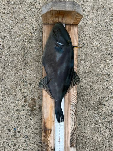 ウマヅラハギの釣果