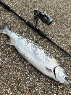 サクラマスの釣果