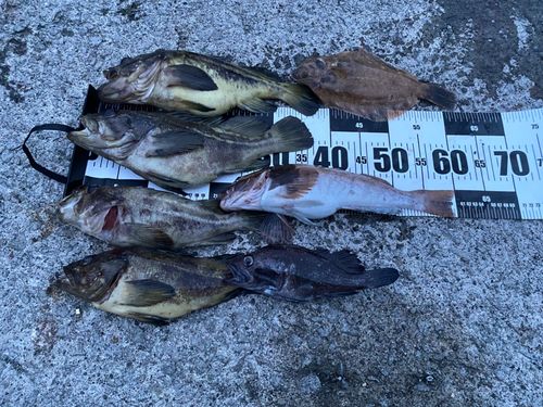 シマゾイの釣果