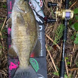 スモールマウスバス