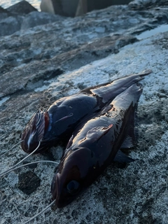 釣果