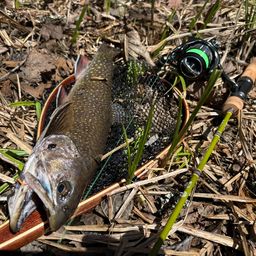 ブルックトラウト