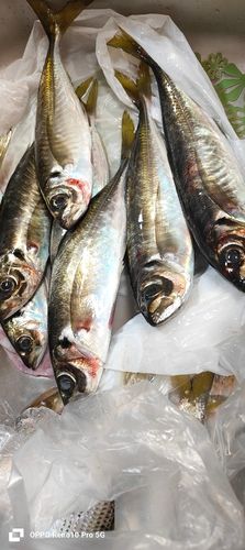 マアジの釣果