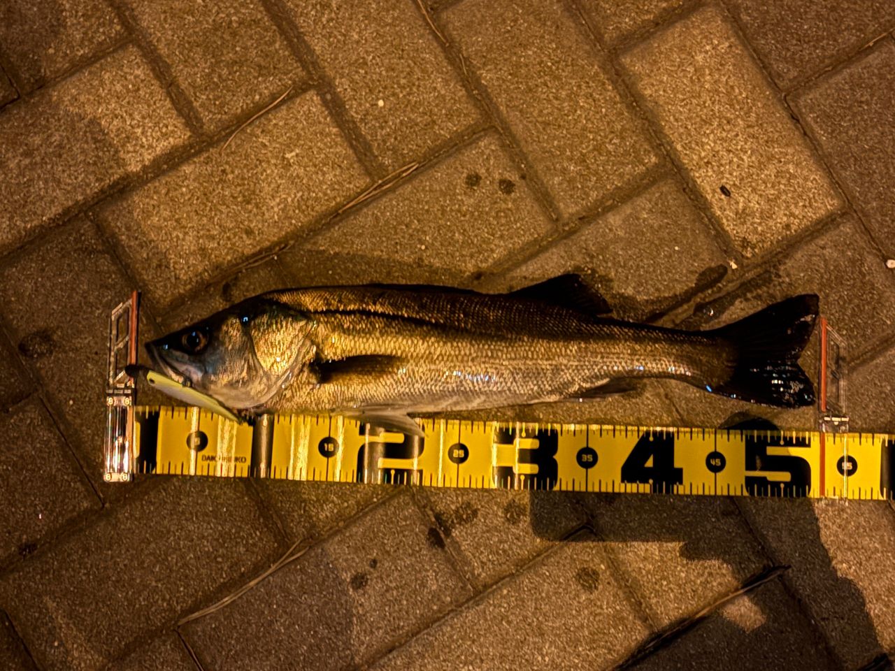 フッコ（マルスズキ）