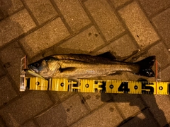 フッコ（マルスズキ）の釣果