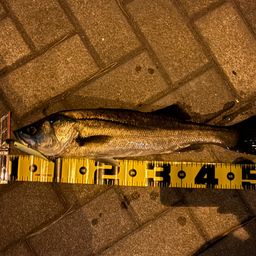 フッコ（マルスズキ）