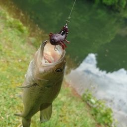 ラージマウスバス