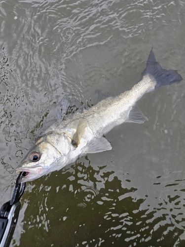 セイゴ（マルスズキ）の釣果