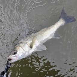 セイゴ（マルスズキ）