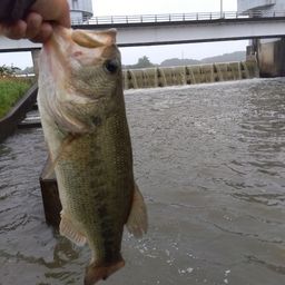 ラージマウスバス