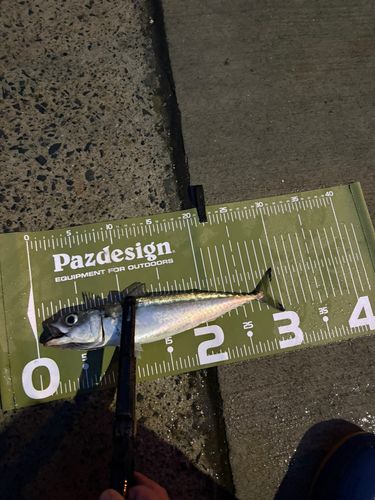 サバの釣果