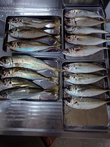 アジの釣果