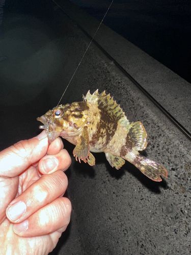 タケノコメバルの釣果