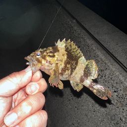 タケノコメバル