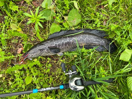 ライギョの釣果