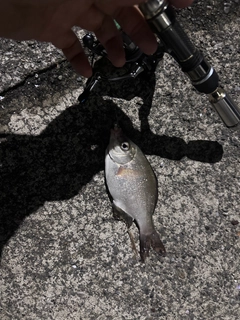 ウミタナゴの釣果