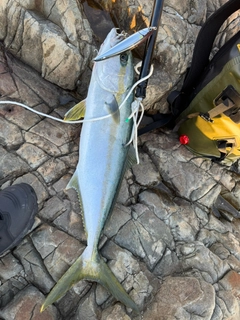 ヒラマサの釣果