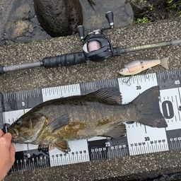 スモールマウスバス