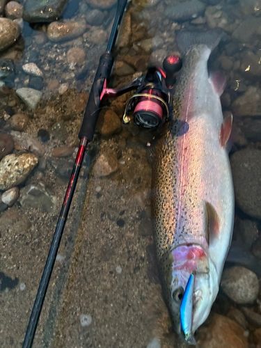 ニジマスの釣果